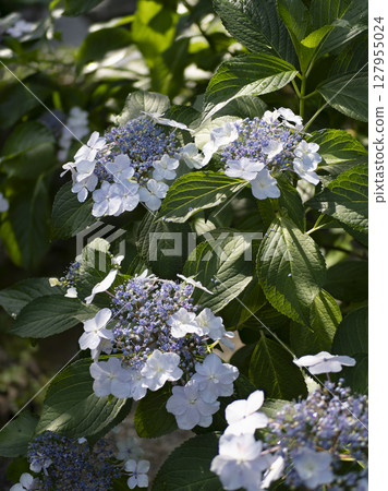 Hydrangea in the morning sun Hydrangea in the morning sun 127955024