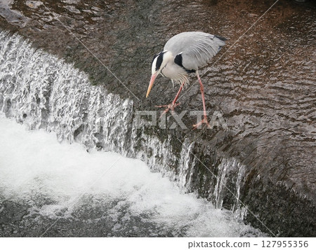 Looking down on the white foam - A shadow standing on the border between silence and the hunt 127955356