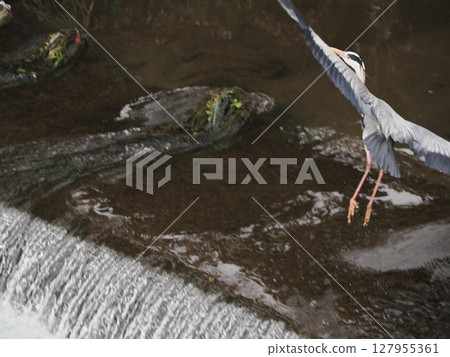 Hunter cutting through the wind - A flash of a heron dancing on a white stream Hunter cutting through the wind - A flash of a heron dancing on a white stream 127955361