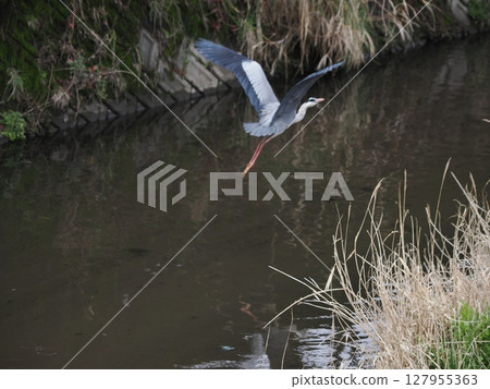 A shadow gliding along the water's edge - a hunter soaring through the marsh A shadow gliding along the water's edge - a hunter soaring through the marsh 127955363