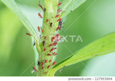 Solidago apidus aphid Solidago apidus aphid 127955604