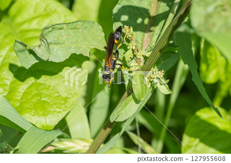 美國的Jigation 127955608