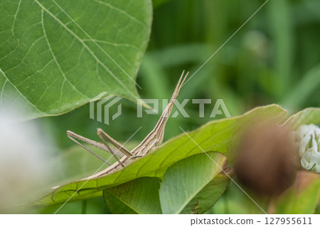 Grasshopper larva (brown type) 127955611