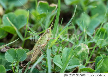 Grasshopper final instar larva Grasshopper final instar larva 127955617