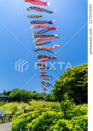 Wakamiya Park: Carp streamers swimming in the blue sky (Atsugi City, Kanagawa Prefecture) 127955693