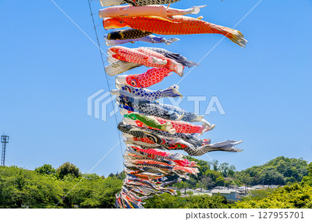 Wakamiya Park: Carp streamers swimming in the blue sky (Atsugi City, Kanagawa Prefecture) 127955701