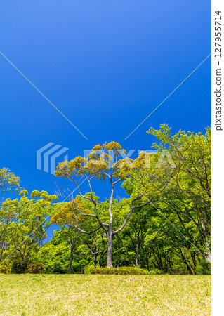 公園裡新鮮的綠植 公園裡新鮮的綠植 127955714