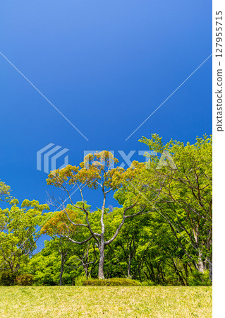 公園裡新鮮的綠植 公園裡新鮮的綠植 127955715