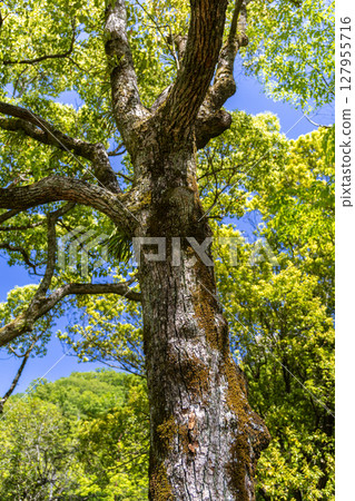 Big tree Big tree 127955716