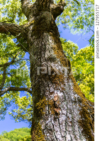 Big tree Big tree 127955717