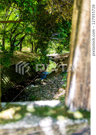 A stream flowing through a park with fresh greenery A stream flowing through a park with fresh greenery 127955726