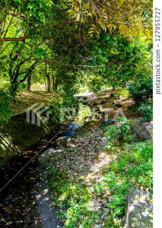 A stream flowing through a fresh green forest A stream flowing through a fresh green forest 127955727