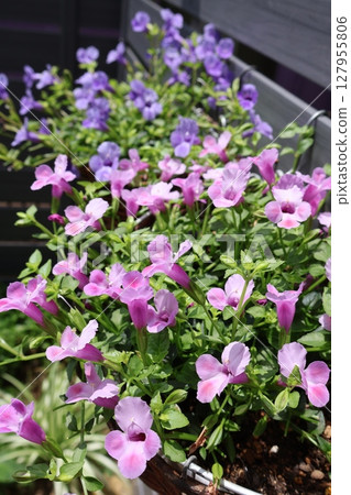 Hanging Super Torenia pink and blue flowers Hanging Super Torenia pink and blue flowers 127955806