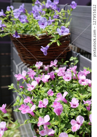 懸掛超級藍豬耳草粉紅色和藍色花朵 127955812