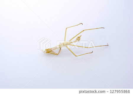 Mantis shell (photographed from the outside) 127955868