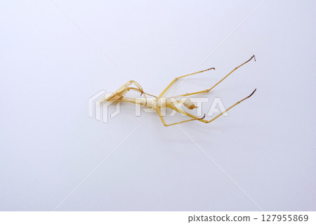 Mantis shell (photographed from behind) 127955869