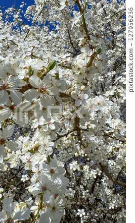 Cherry Blossom Tree in Full Bloom Against Blue Sky. 127956236