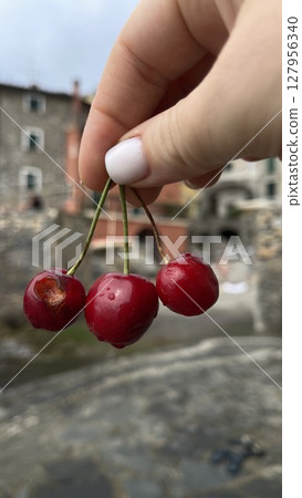 Hand Holding Three Fresh Cherries Outdoors Hand Holding Three Fresh Cherries Outdoors 127956340