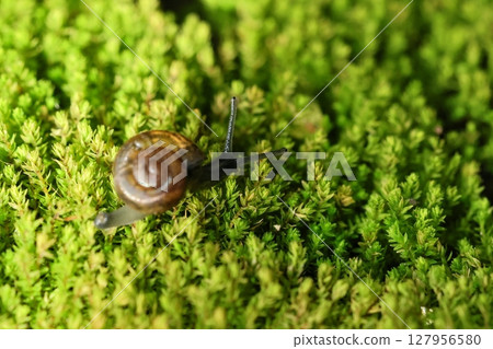 A snail is crawling on the green fern-covered ground. A snail is crawling on the green fern-covered ground. 127956580