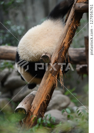 Giant panda descending a ladder 127956761