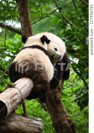 Two friendly giant pandas relaxing on a log high up Two friendly giant pandas relaxing on a log high up 127956785