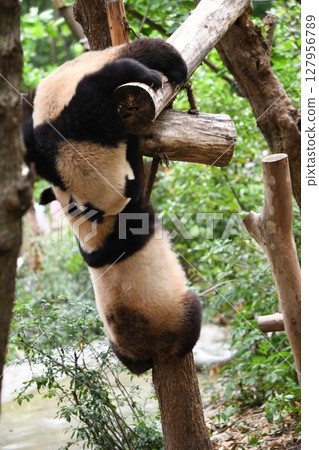 Giant pandas playing on a high log Giant pandas playing on a high log 127956789