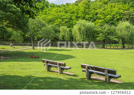 奈良公園荒井花園 奈良公園荒井花園 127956912