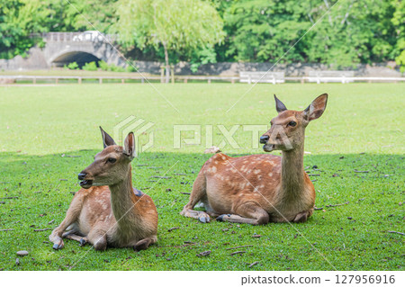 A female deer resting in the shade of a tree at Araki Pond Park in Nara Park 127956916
