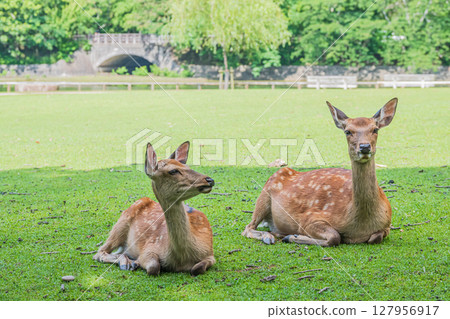 A female deer resting in the shade of a tree at Araki Pond Park in Nara Park 127956917