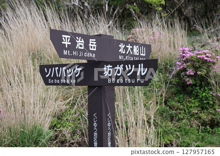 Miyamakirishi blooming at a crossroads - A signpost at the trailhead of Mt. Heiji in the Kuju Mountains Miyamakirishi blooming at a crossroads - A signpost at the trailhead of Mt. Heiji in the Kuju Mountains 127957165