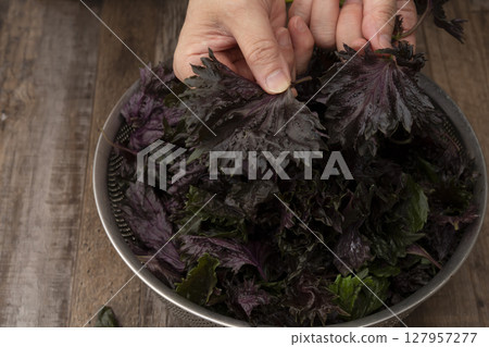 The process of making sugar-free red shiso juice 127957277