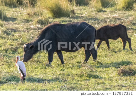 Buffalos grazing on the banks of the Chobe river 127957351