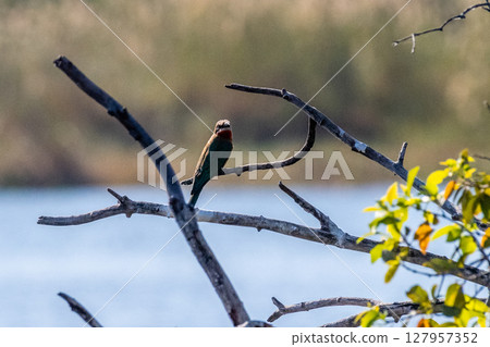 White-fronted bee eater White-fronted bee eater 127957352