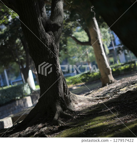 The shade of the park The shade of the park 127957422