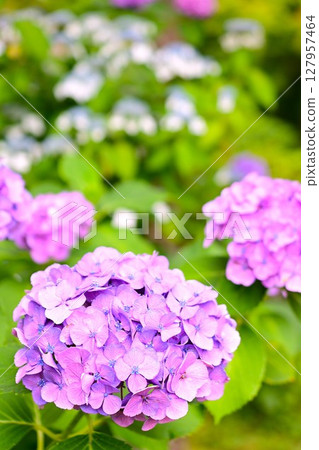 雨季天空中盛開的紫色繡球花 雨季天空中盛開的紫色繡球花 127957464