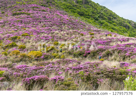 盛開的三山霧花裝飾著平治山的山坡,人們沿著山路漫步 盛開的三山霧花裝飾著平治山的山坡,人們沿著山路漫步 127957576