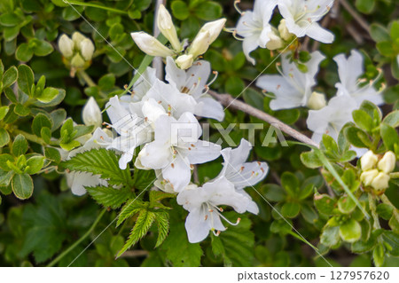 The mysterious white - the rare white Miyamakirishi blooming on Mt. Heiji The mysterious white - the rare white Miyamakirishi blooming on Mt. Heiji 127957620