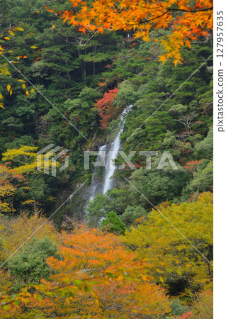 Autumn leaves of five villas 127957635