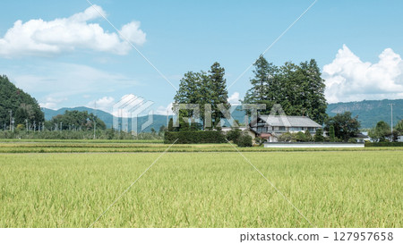 Country landscape in summer 127957658