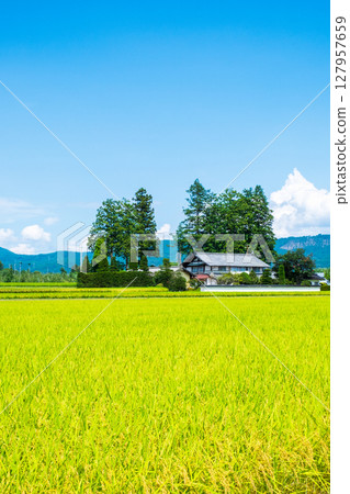 Country landscape in summer 127957659