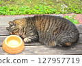 Stray cat falls asleep after eating 127957719