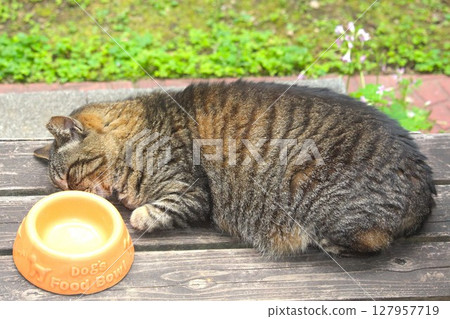Stray cat falls asleep after eating 127957719