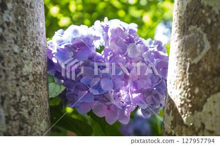 Purple hydrangea flower Purple hydrangea flower 127957794