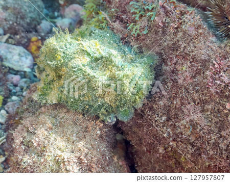 Scorpaenidae (Scorpaenidae) Hirizohama Nakagi Minamiizu Town Izu Peninsula Shizuoka Prefecture 2024 127957807