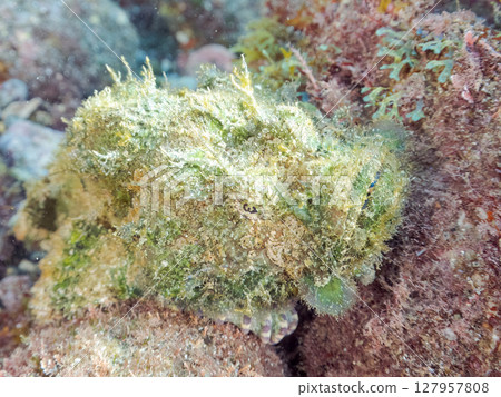 Scorpaenidae (Scorpaenidae) Hirizohama Nakagi Minamiizu Town Izu Peninsula Shizuoka Prefecture 2024 127957808