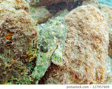 Scorpaenidae (Scorpaenidae) Hirizohama Nakagi Minamiizu Town Izu Peninsula Shizuoka Prefecture 2024 127957809