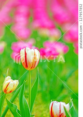 房子周圍鮮花盛開,四季皆宜。農業公園的花園裡,色彩繽紛的美麗鬱金香盛開。 房子周圍鮮花盛開,四季皆宜。農業公園的花園裡,色彩繽紛的美麗鬱金香盛開。 127957852