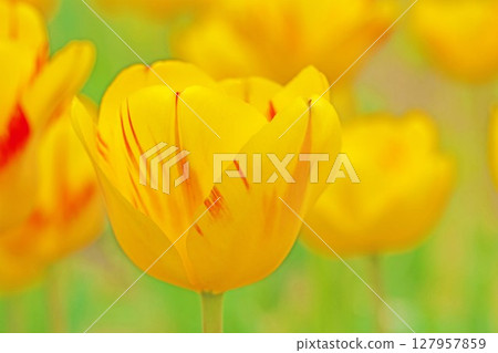 Flowers around the house, various seasons. Beautiful colorful tulips have bloomed in the flower garden at the agricultural park. Flowers around the house, various seasons. Beautiful colorful tulips have bloomed in the flower garden at the agricultural park. 127957859
