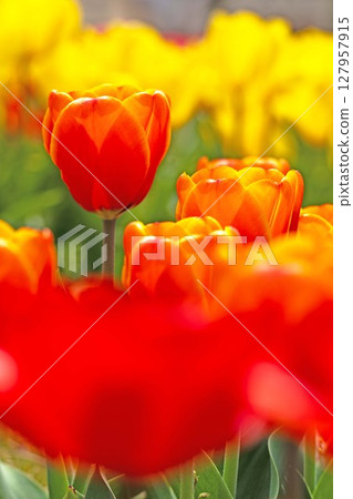 Flowers around the house, various seasons. Beautiful colorful tulips have bloomed in the flower garden at the agricultural park. Flowers around the house, various seasons. Beautiful colorful tulips have bloomed in the flower garden at the agricultural park. 127957915