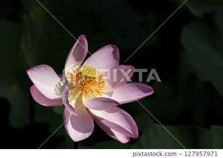 Pure lotus flowers that color the early morning of early summer 127957971